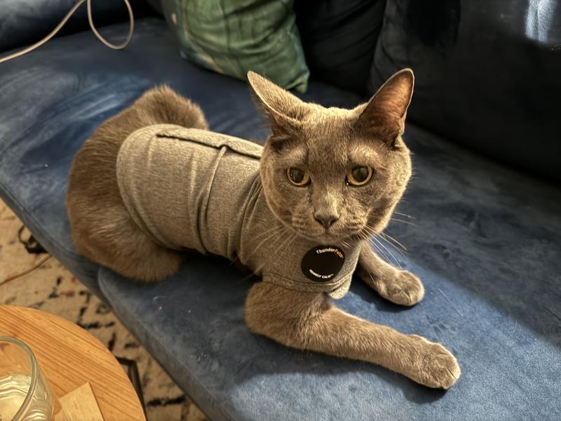 THUNDERSHIRT Anxiety Vest for Cats Heather Grey Small Chewy