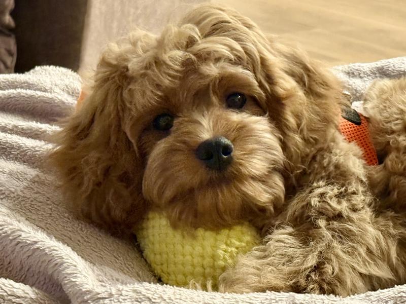 Waiting on his treat.