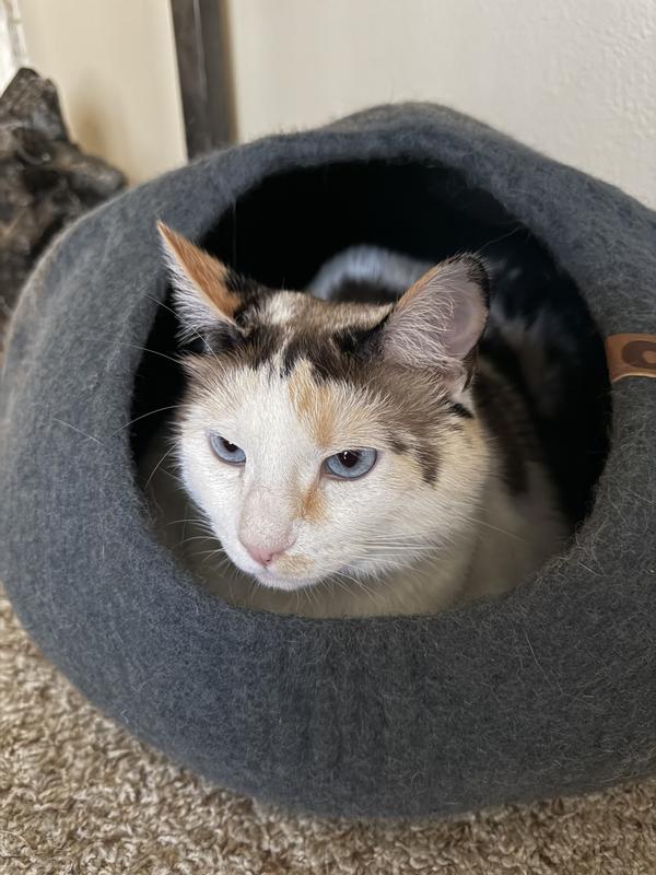 Ellie Mae, 15 pounds. Lots of room still. Not cozy like most cats like