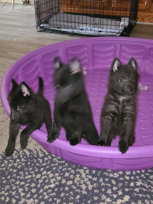 We sleep here in the house, but we have a pool.outside as Schipperkes are water dogs. Mom has taught us to swim & we go off the diving board for our balls.