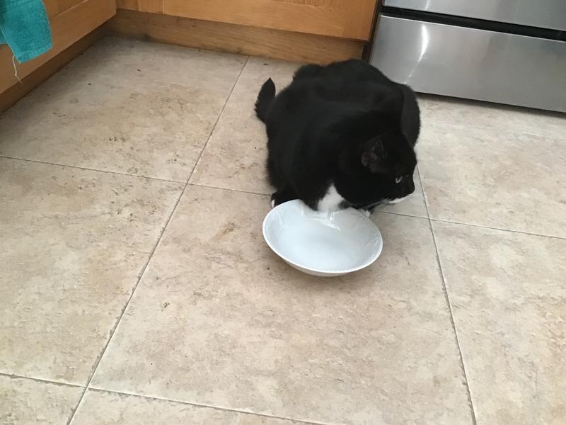 Snowflake taking her turn first, Bootsie butting in, Bootsie licking up every last bit!