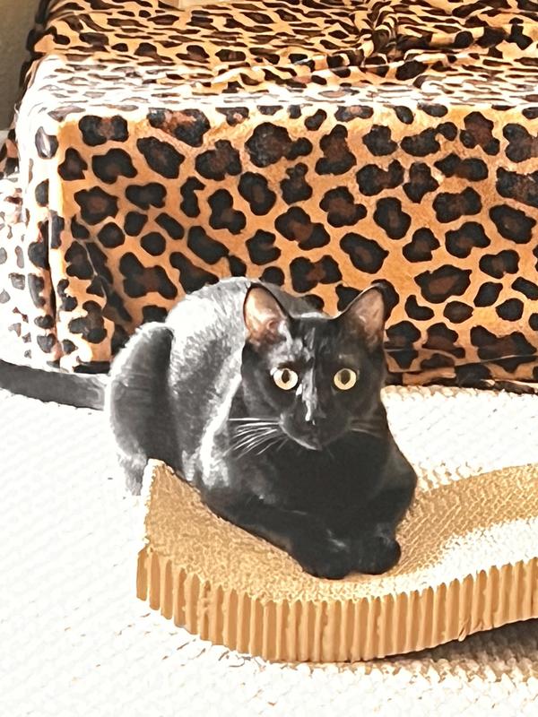 A very happy Sheldon who can breathe normally thanks to Coco and Luna.