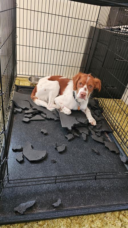Curated Antimicrobial Dog Crate Pads Gallery View 36