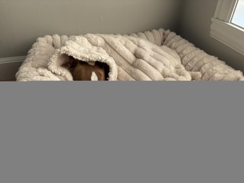 Our pup is in heaven : )