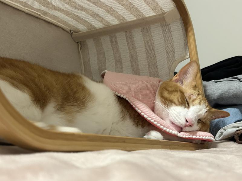 SUNGROW PostSurgery Soft Cone Dog & Cat Recovery Collar, Pink, Small