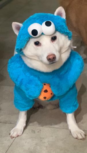 Sesame street cookie monster dog outlet costume