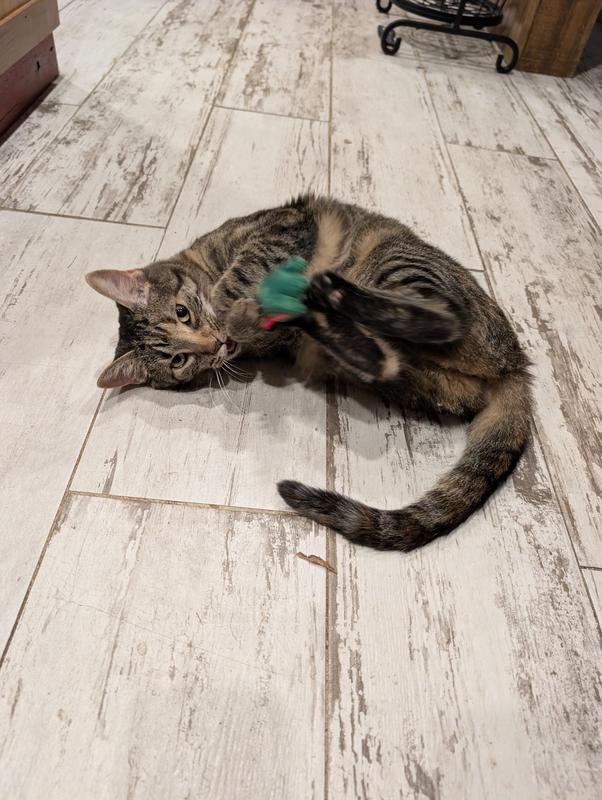 Whizzy loves her dino!!