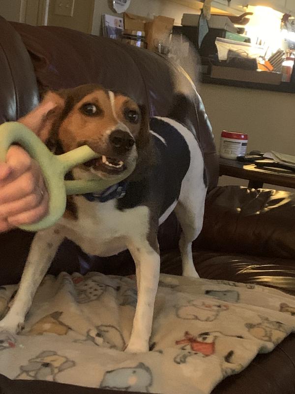 Buddy playing tug of war with Dad