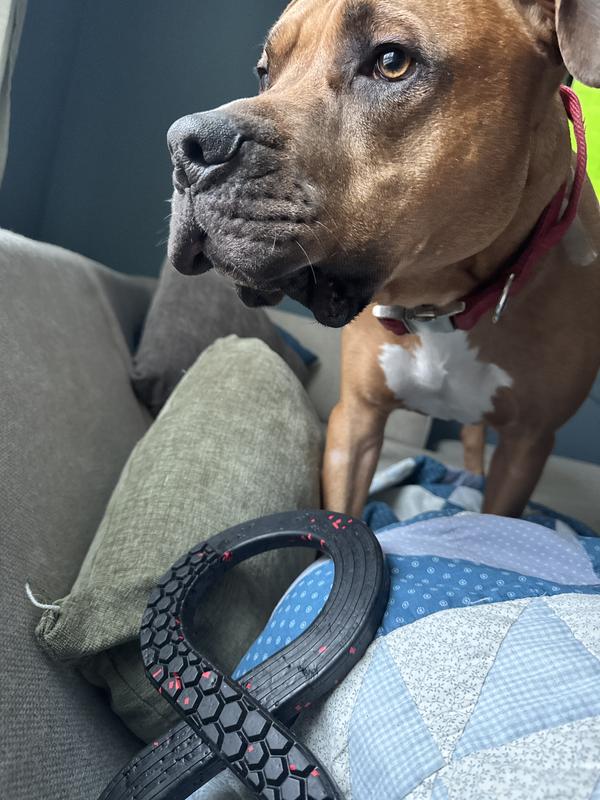 Murphy and his favorite toy!