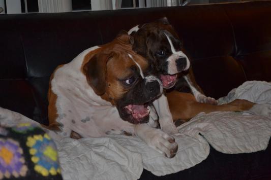 Crazy Boxers Having Fun!