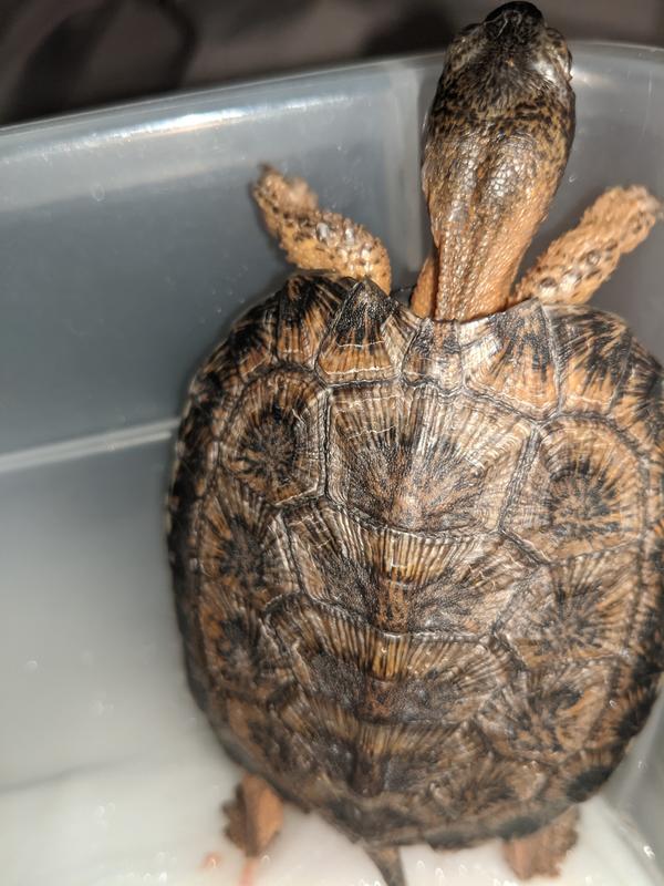 CB Yearling North American Wood Turtle