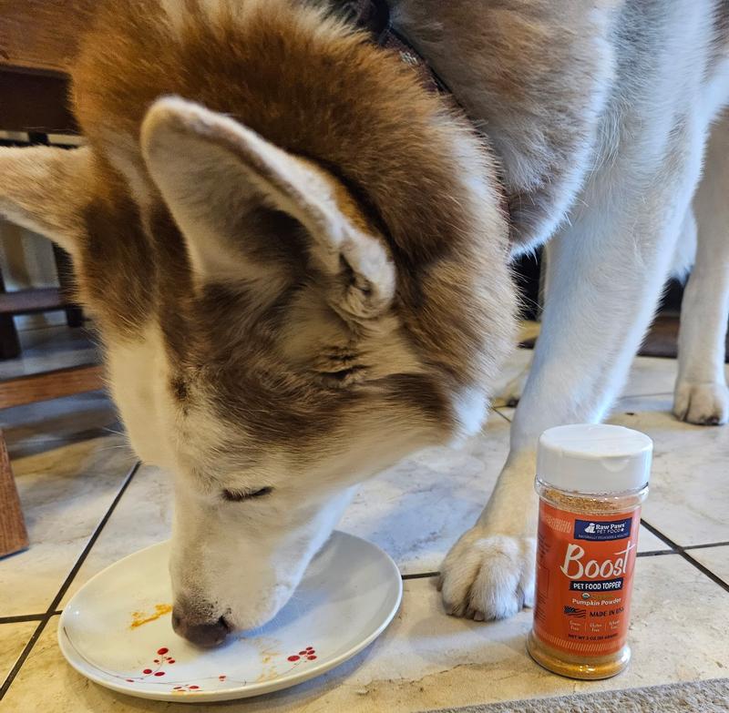 Archie likes the topper plain, offered on a plate