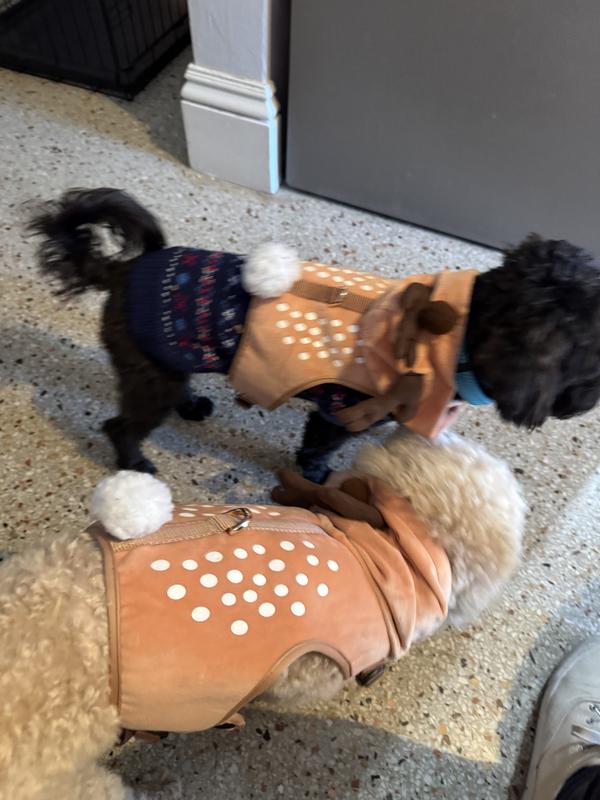 The black dog is wearing the small