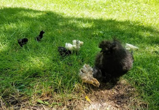 Silkie babies with surrogate mom