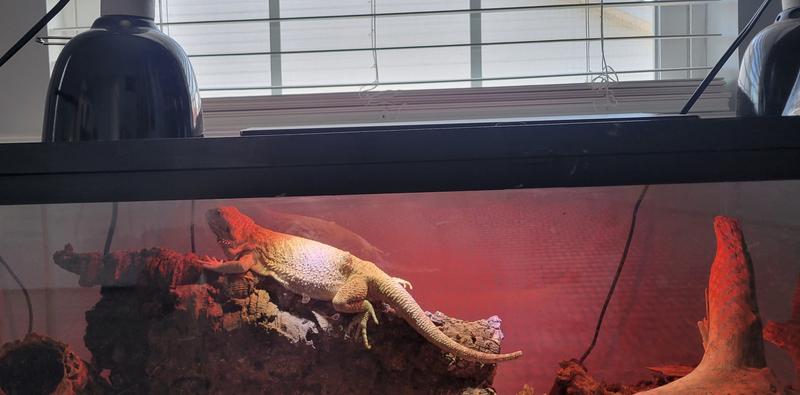 The light was an easy install, she loves it!