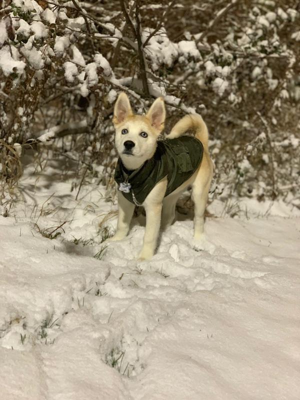 Frisco Mid-Heavyweight Portland Insulated Dog & Cat Parka