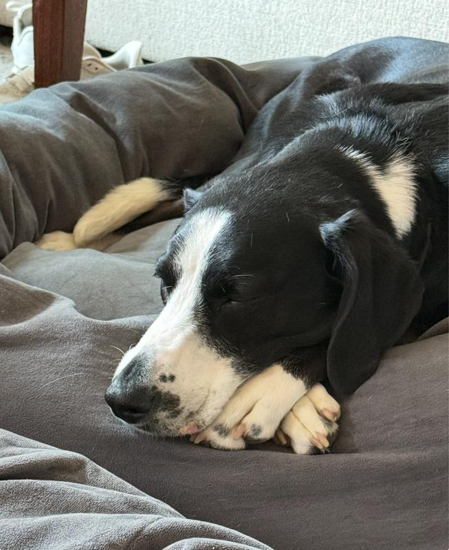perfect for all sleepies