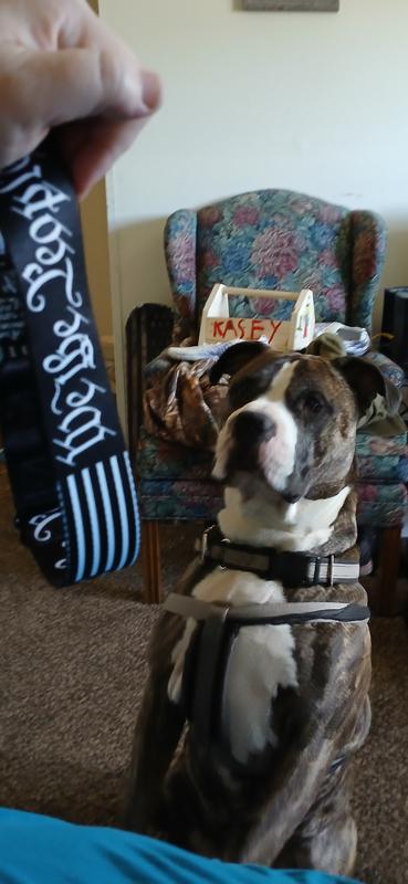 He's so excited to have new collar