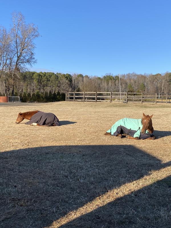 Girls taking a morning siesta after eating there Purina Omega Balancer!!