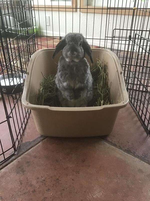 Good good happy bunnies