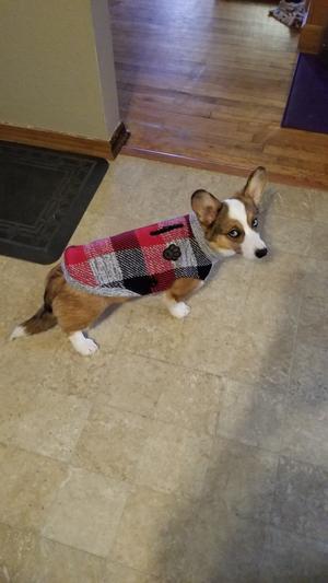 Stylin' Rescue Pup Sweater