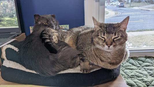 My two cats sharing the bed