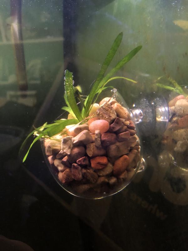 6 PCS Aquatic Plant Pot With Hole Glass Aquarium Cup