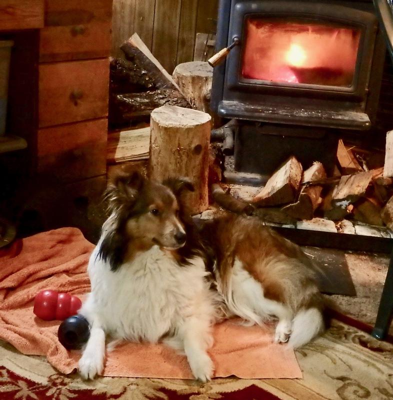 A winter afternoon enjoying her Kongs by the fire.