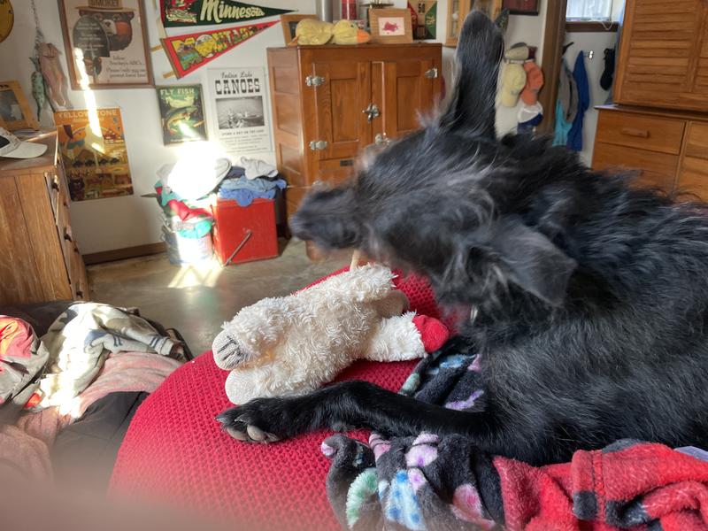 Mom’s watching me, gotta chew on Lamby.