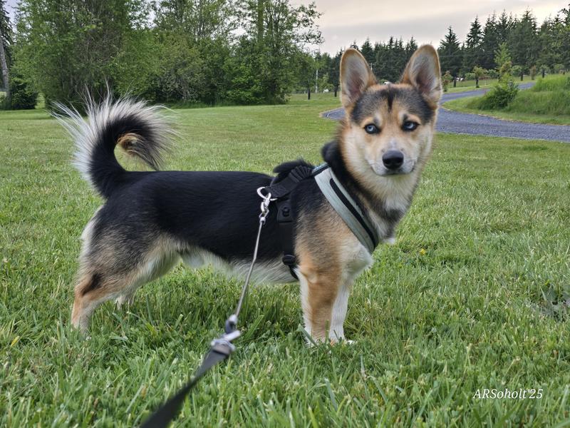 Best harness, hands down