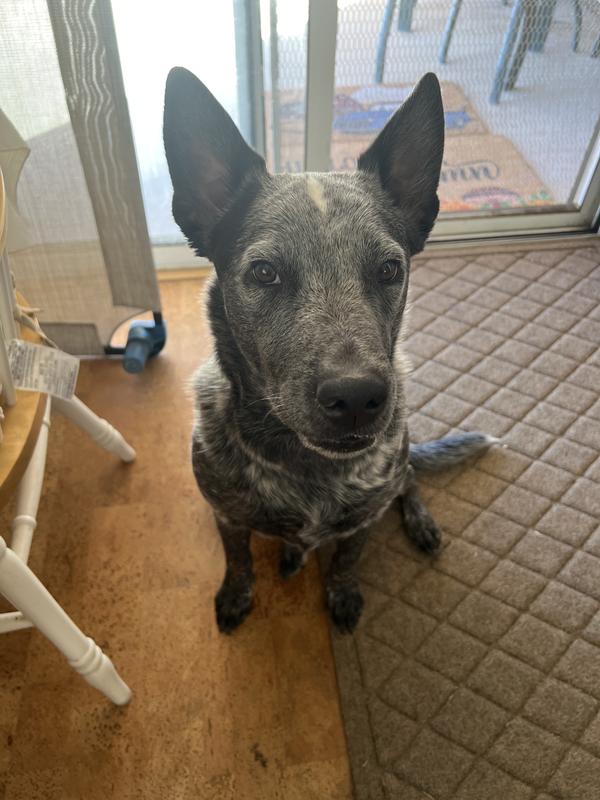 I had to say “Raven” to get Silver’s ears up. He knows names of birds, coyotes and other animals