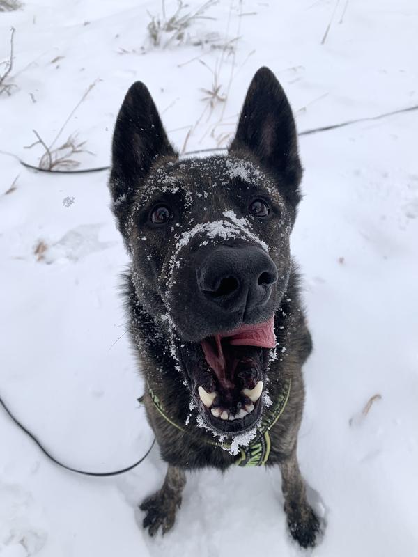 Freshpet Vital makes a tasty, high-value training treat!