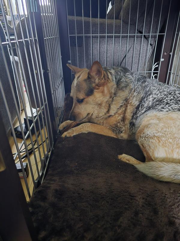 Eleanor enjoying in her safe space.