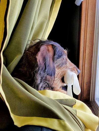 Her showing her bunny outside