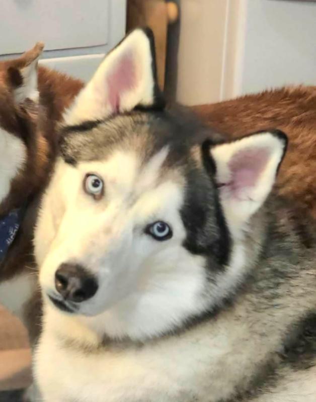 The blue eyed stare. Pono, 5 years old. Rescue #14