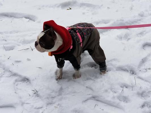 Ultra paws hotsell weathermaster snowsuit