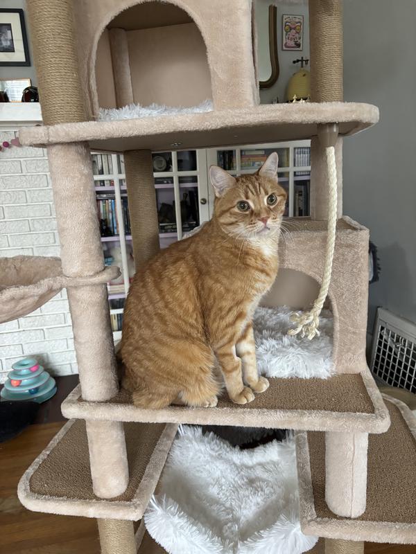 Chester is a pretty tall cat and can easily sit between the levels!