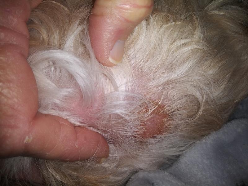 Just one of the spots Snoopy has chewed raw.