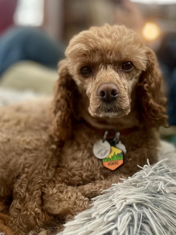 Jasmine a 4.5 year old Cavapoo female loves the new purina one whole body support