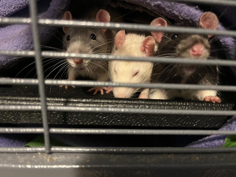Our babies, Tucker, Button, and Snoopy