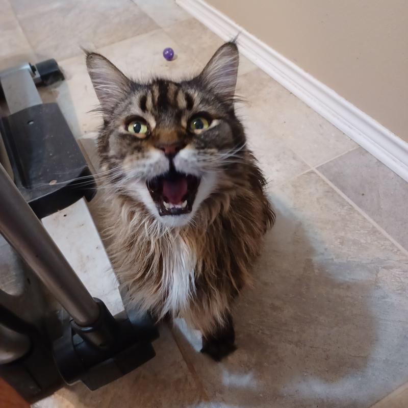 Supreme Grand Master, Morgan