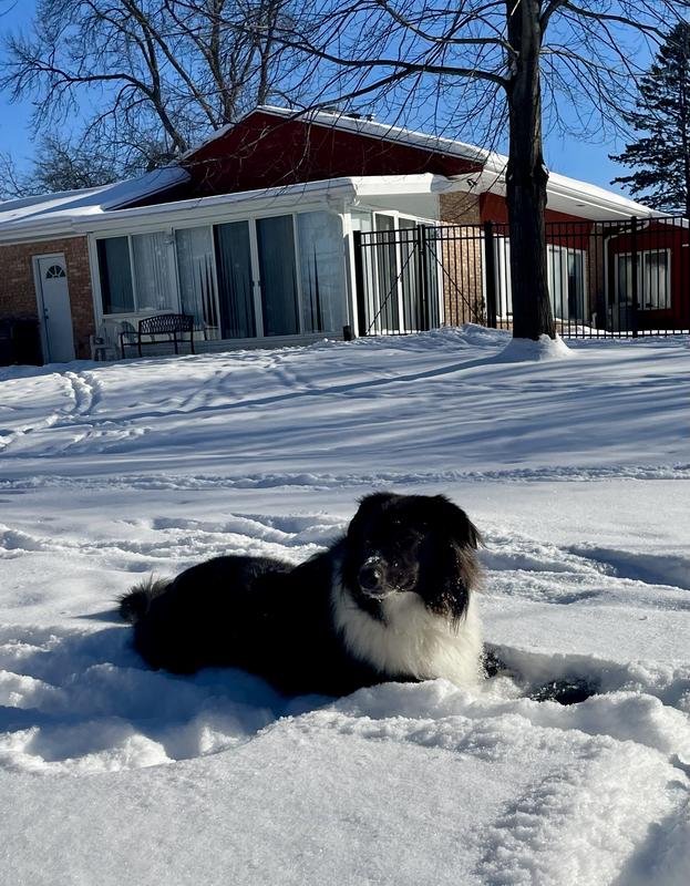 Cody in the snow