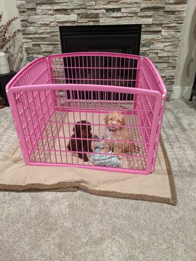 Pink 2025 puppy playpen