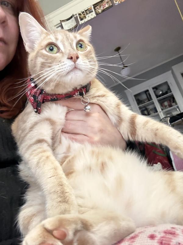 Catherine Elizabeth Buttercream approves!