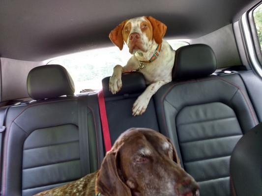 Ferris Bueler and Finnegan Rupert