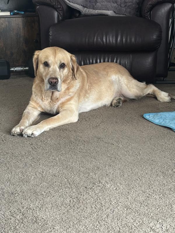 My 10 yr old Dakota