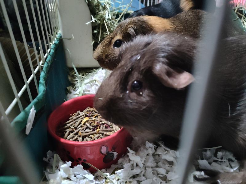 Two out of three are brave enough to try it