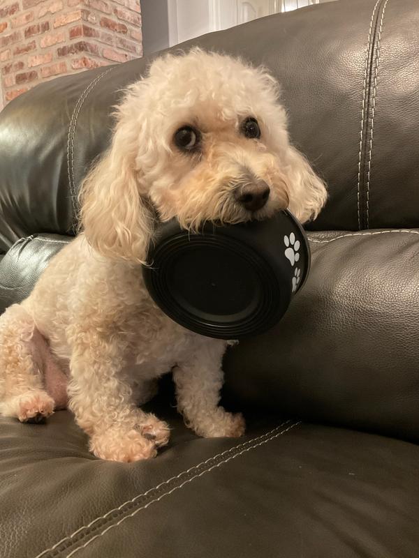 Lola loves her bowls!