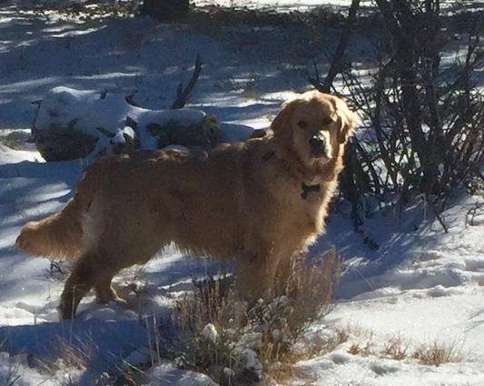 Jake at home in the mountains!