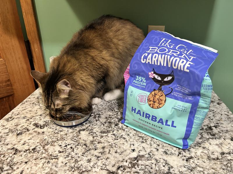 Ollie enjoys his Tiki Cat Born Carnivore Hairball formula dry food.